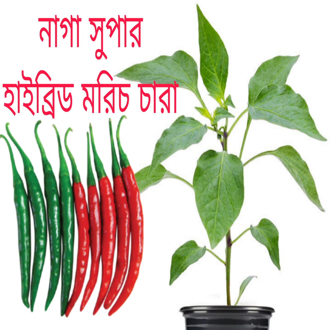 মরিচ চারা নাগা সুপার হাইব্রিড