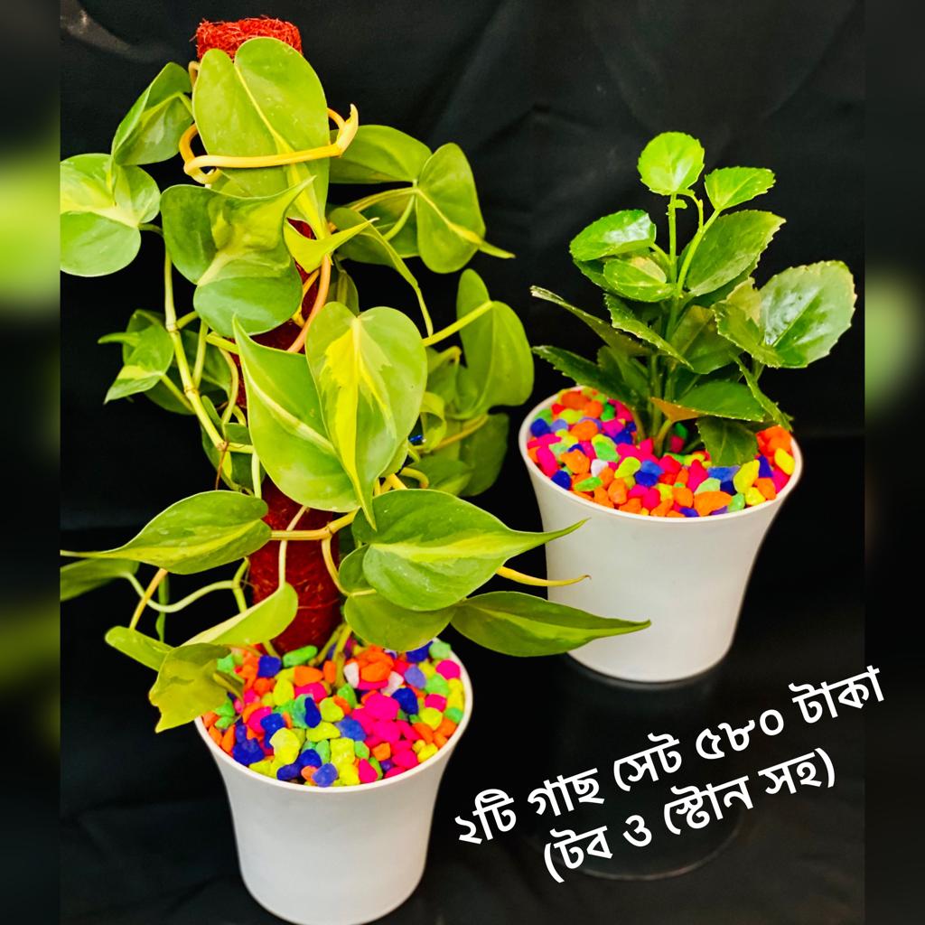 লতা বাহার