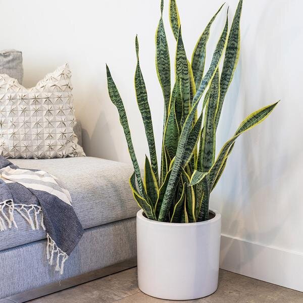 Snake plant