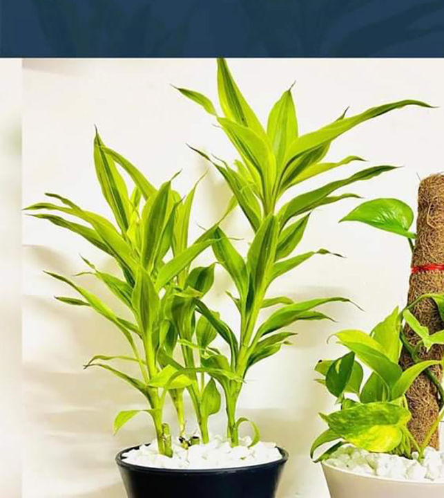 লাকি ব্যাম্ব