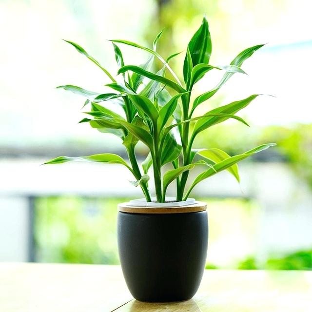 লাকি ব্যাম্ব