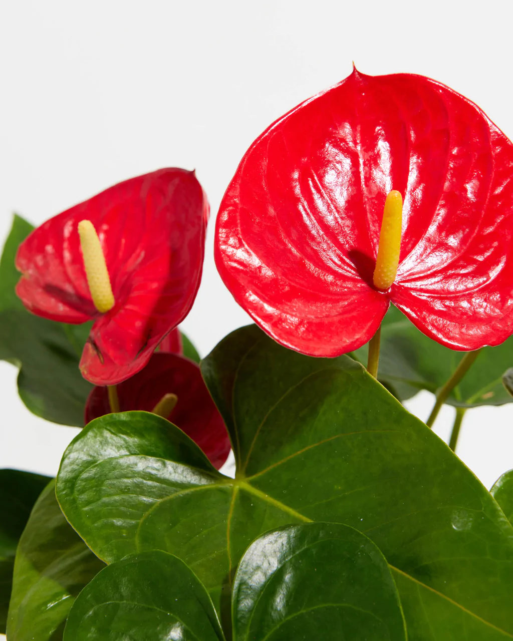 Flamingo flower