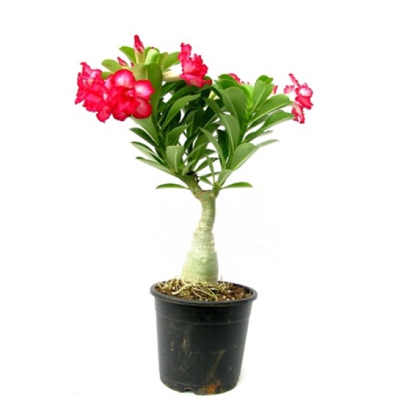 Adenium flower
