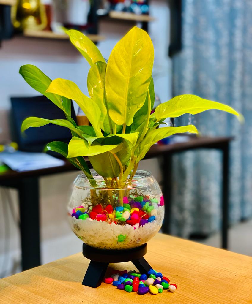 পাতা বাহার