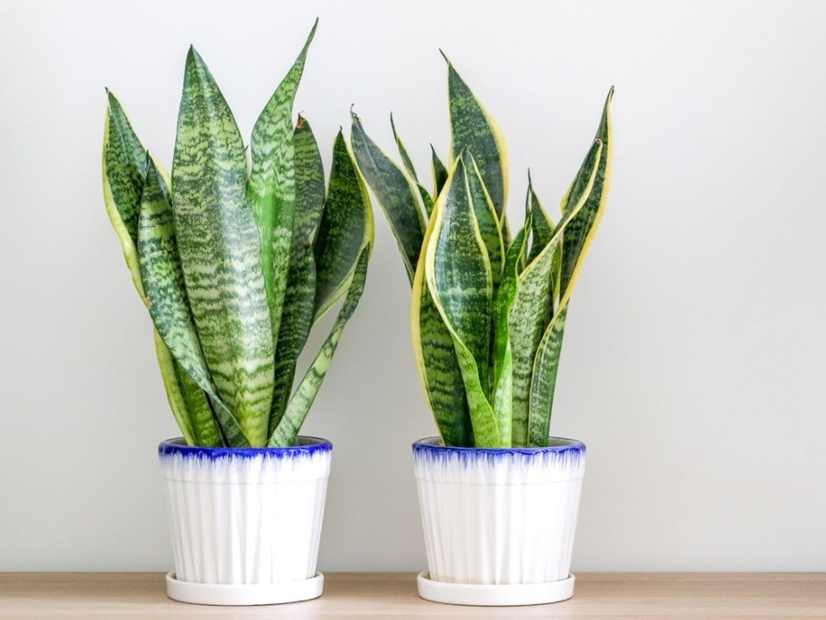 Snake plant